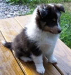 puppy cryptic color for shelties